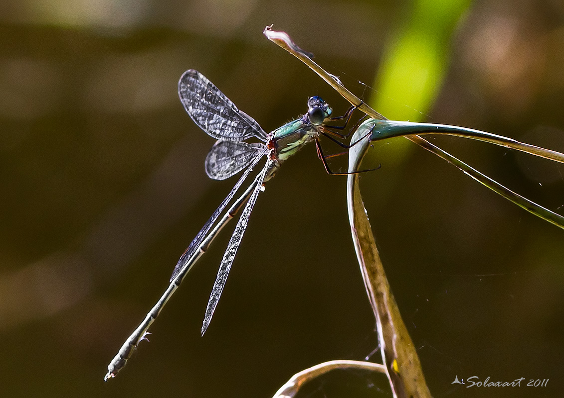 Chalcolestes cfr. viridis