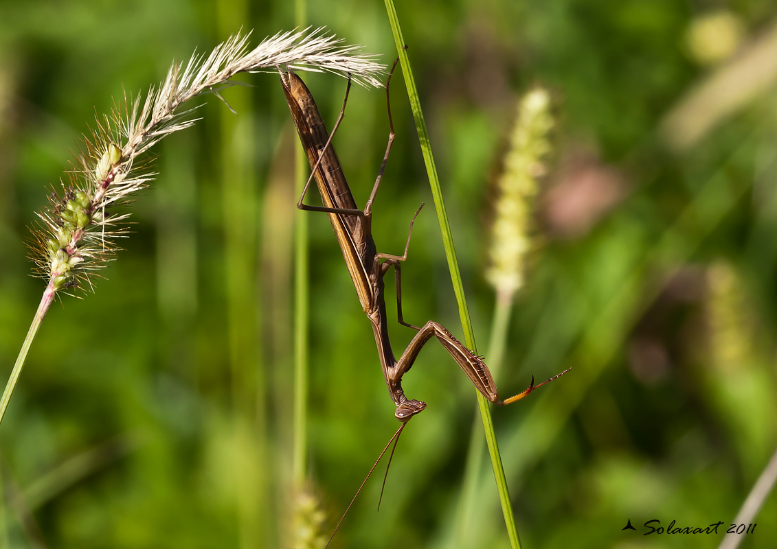 Mantide religiosa maschio