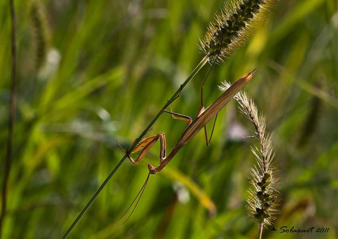 Mantide religiosa maschio