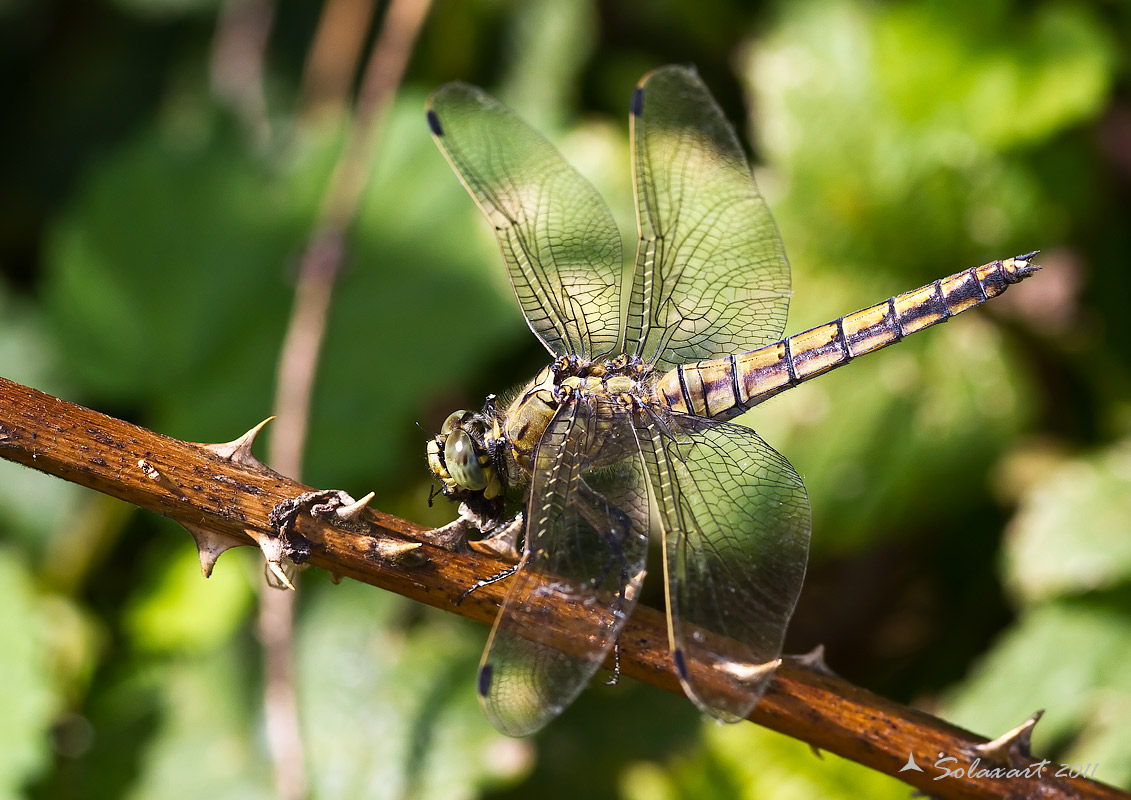 Orthetrum cancellatum  femmina (?? - 70 %)