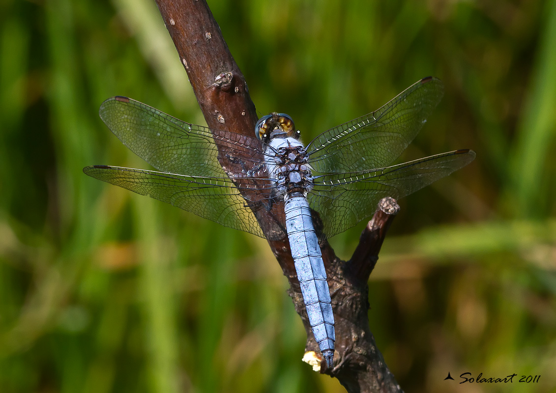 Orthetrum coerulescens anceps... anzi no, O. brunneum