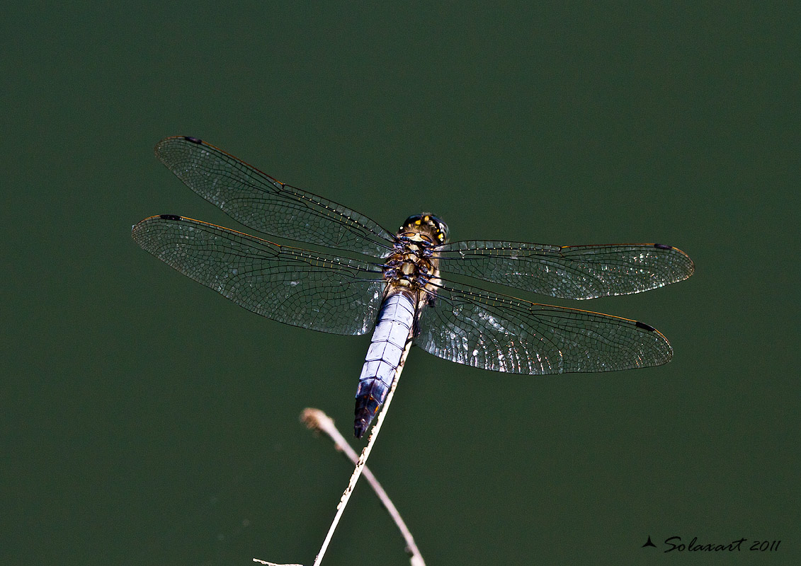 Orthetrum coerulescens ??