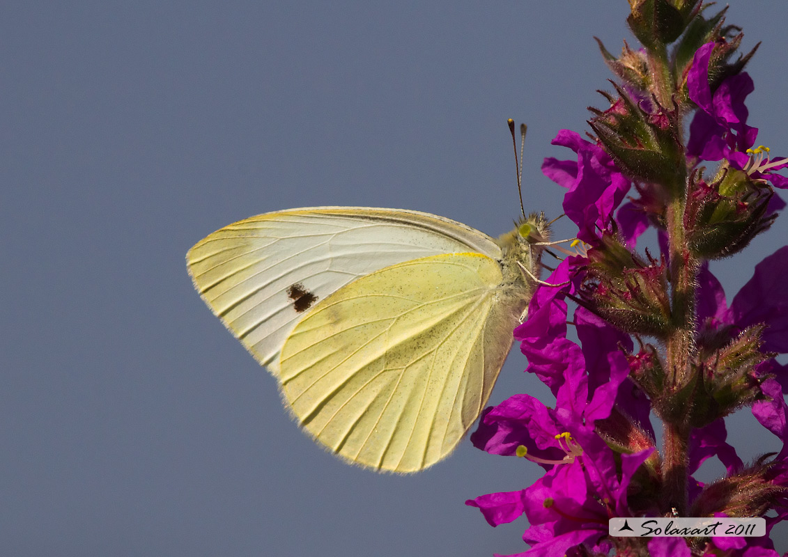 Pieris rapae (?)