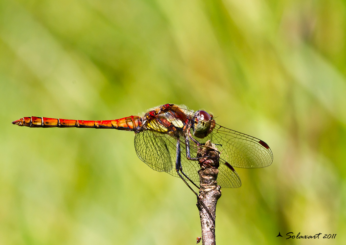 Sympetrum striolatum