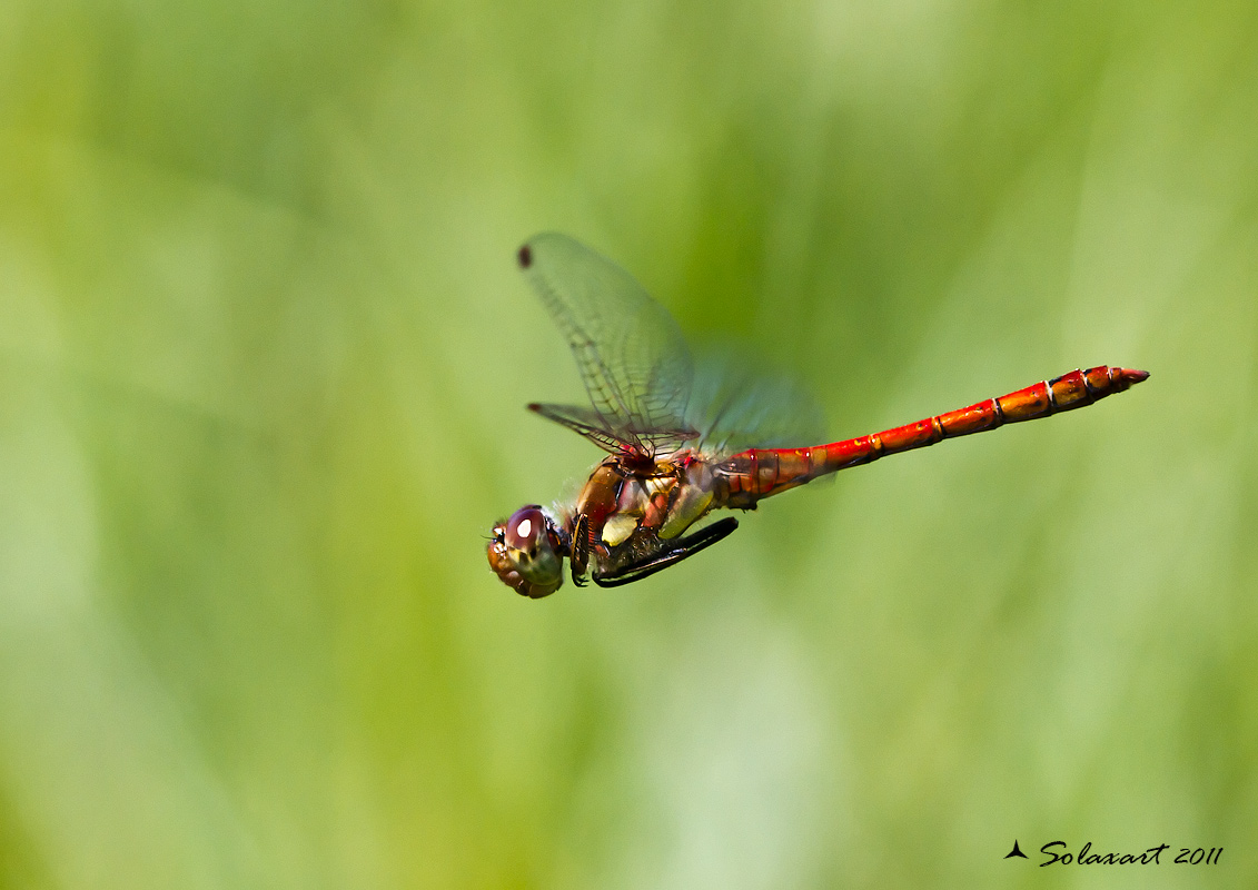 Sympetrum striolatum