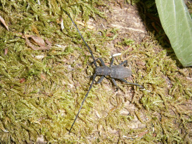 Insetto splendido da determinare:  Morimus asper (Cerambycidae)