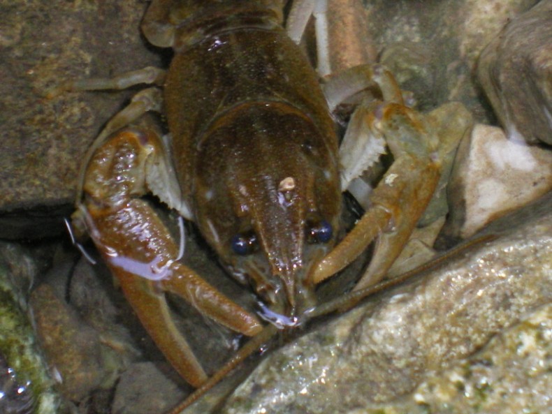 Austropotamobius pallipes