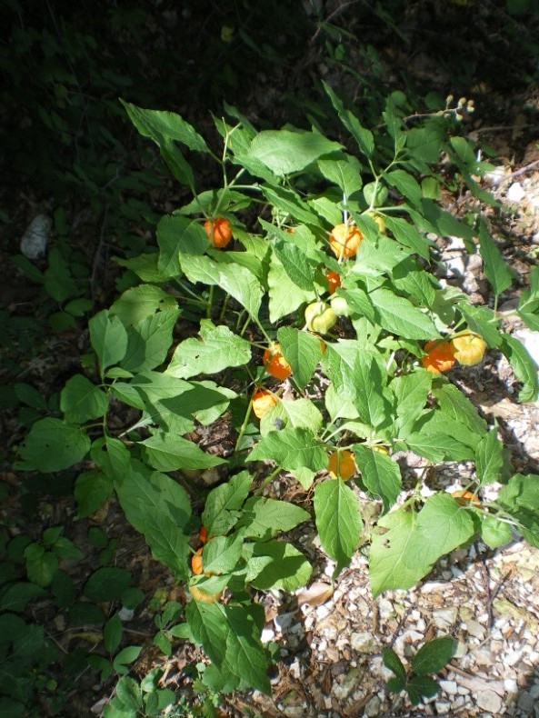 Physalis alkekengi