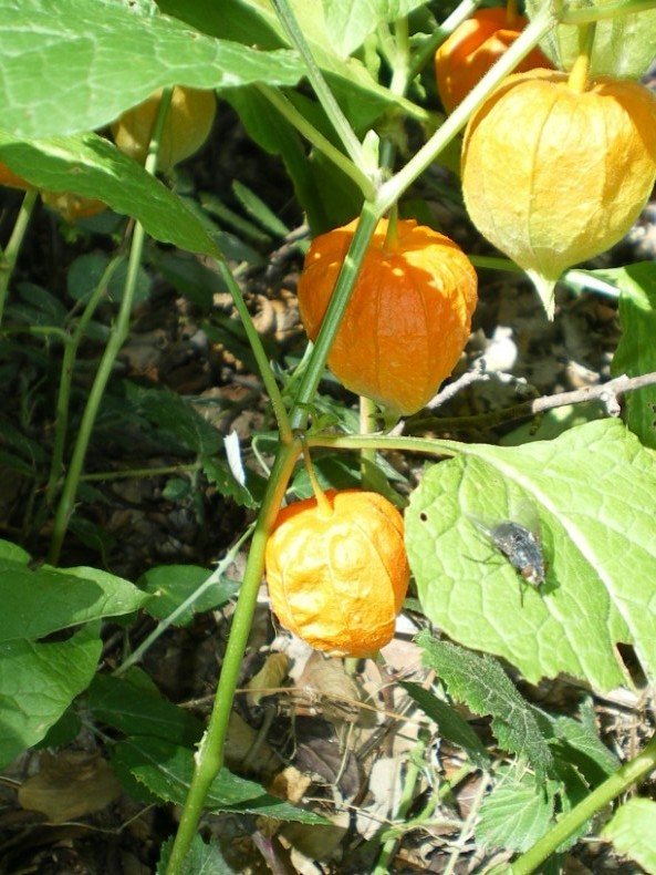 Physalis alkekengi