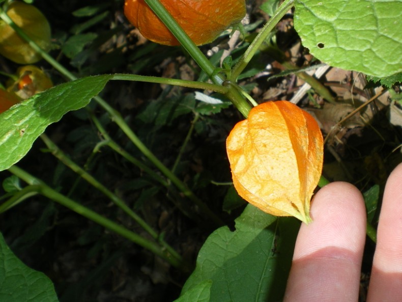 Physalis alkekengi