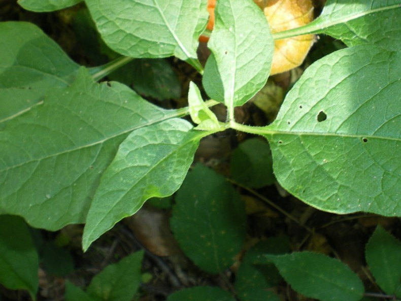 Physalis alkekengi