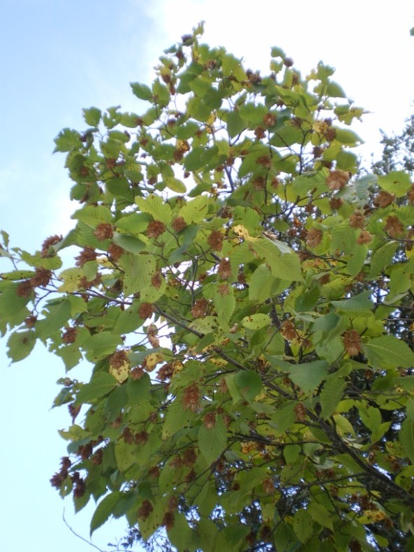 Ostrya carpinifolia