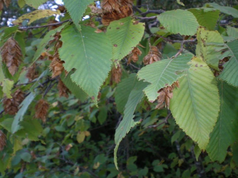 Ostrya carpinifolia