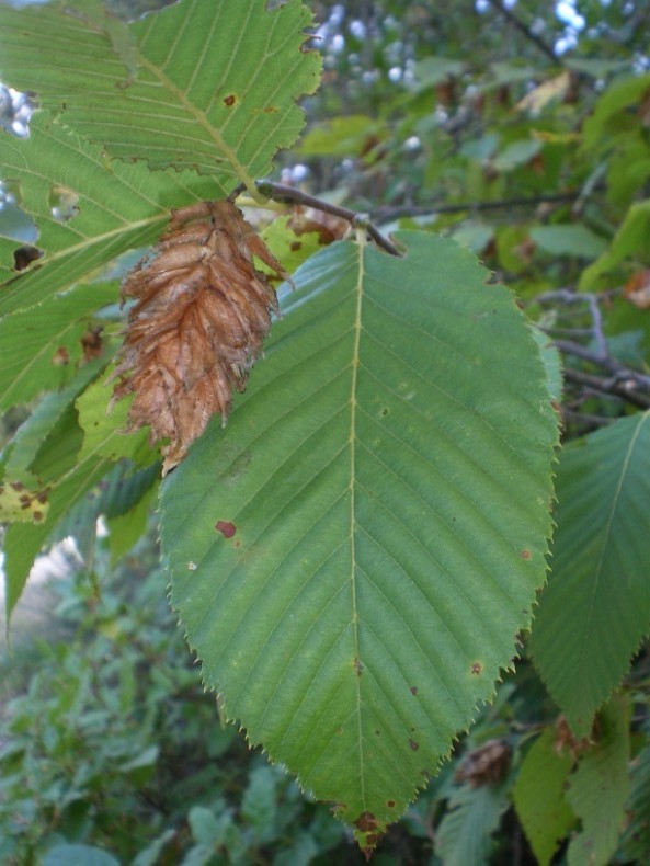 Ostrya carpinifolia