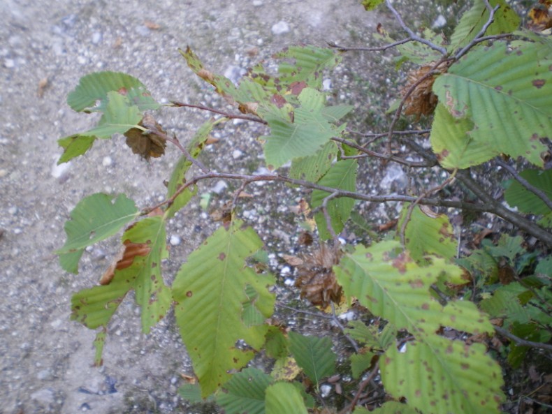 Ostrya carpinifolia