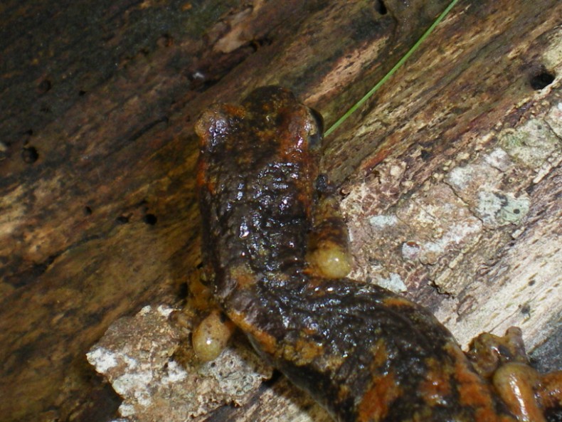 l''abitante delle grotte