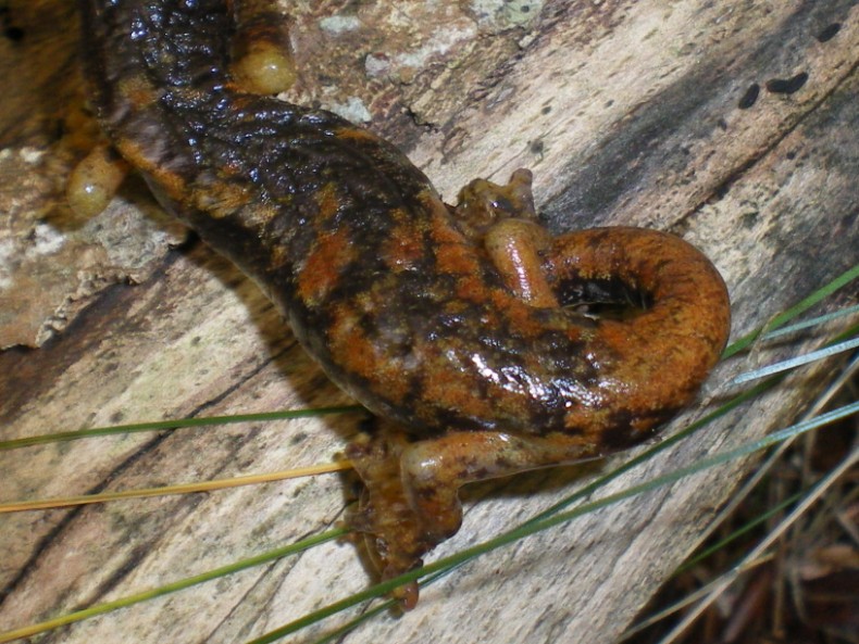 l''abitante delle grotte