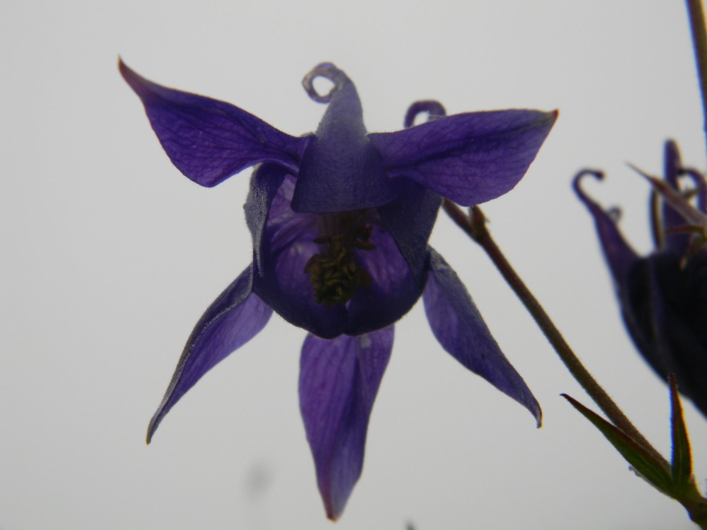 Aquilegia ophiolitica Barberis & E. Nardi (nuova specie)