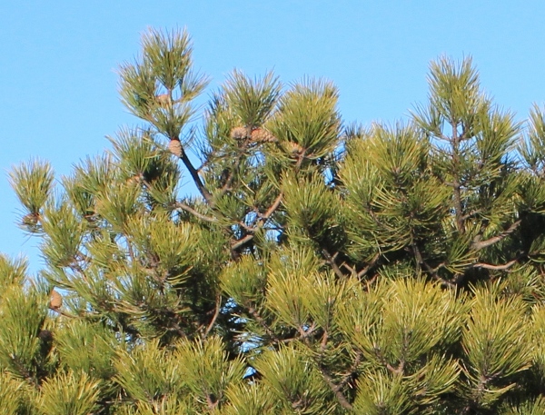 Pinus nigra J.F.Arnold