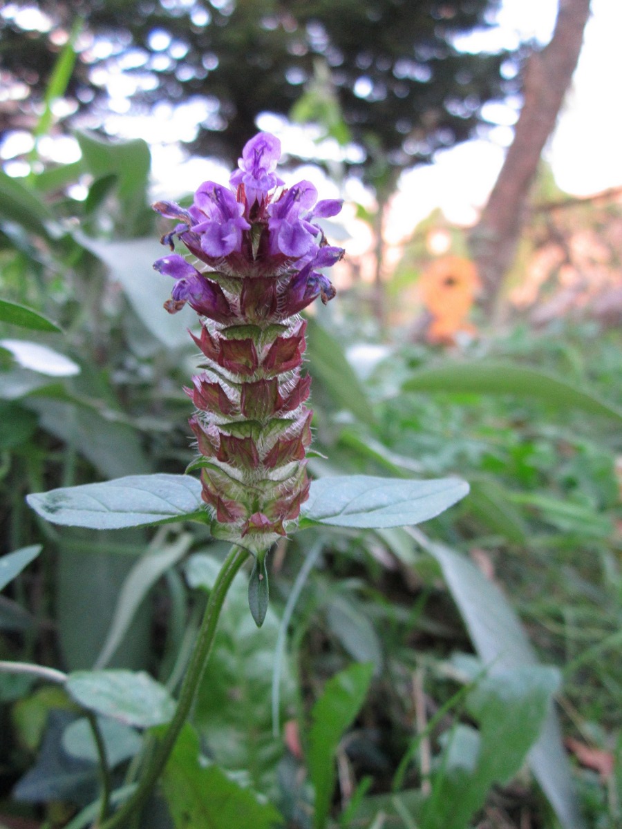 Prunella vulgaris