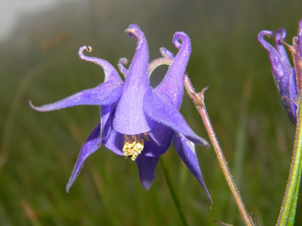 Aquilegia ophiolitica Barberis & E. Nardi (nuova specie)