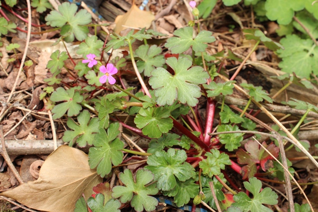 Geranium lucidum / Geranio lucido