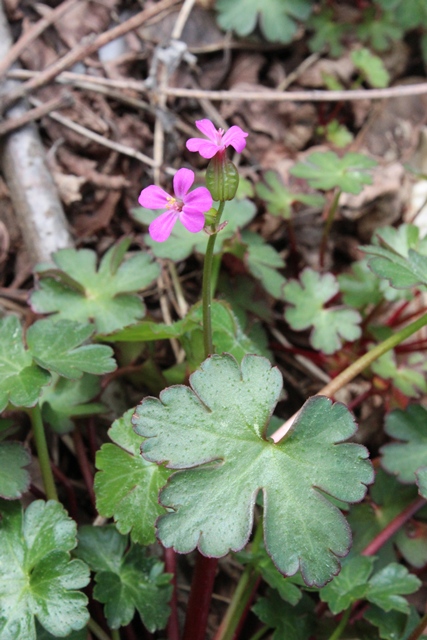 Geranium lucidum / Geranio lucido