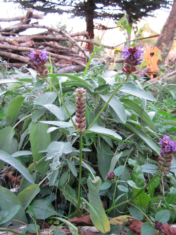 Prunella vulgaris