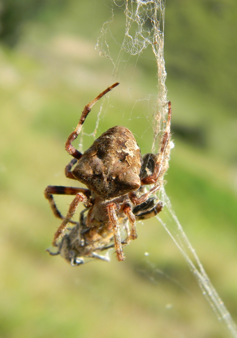 Araneus  sp.