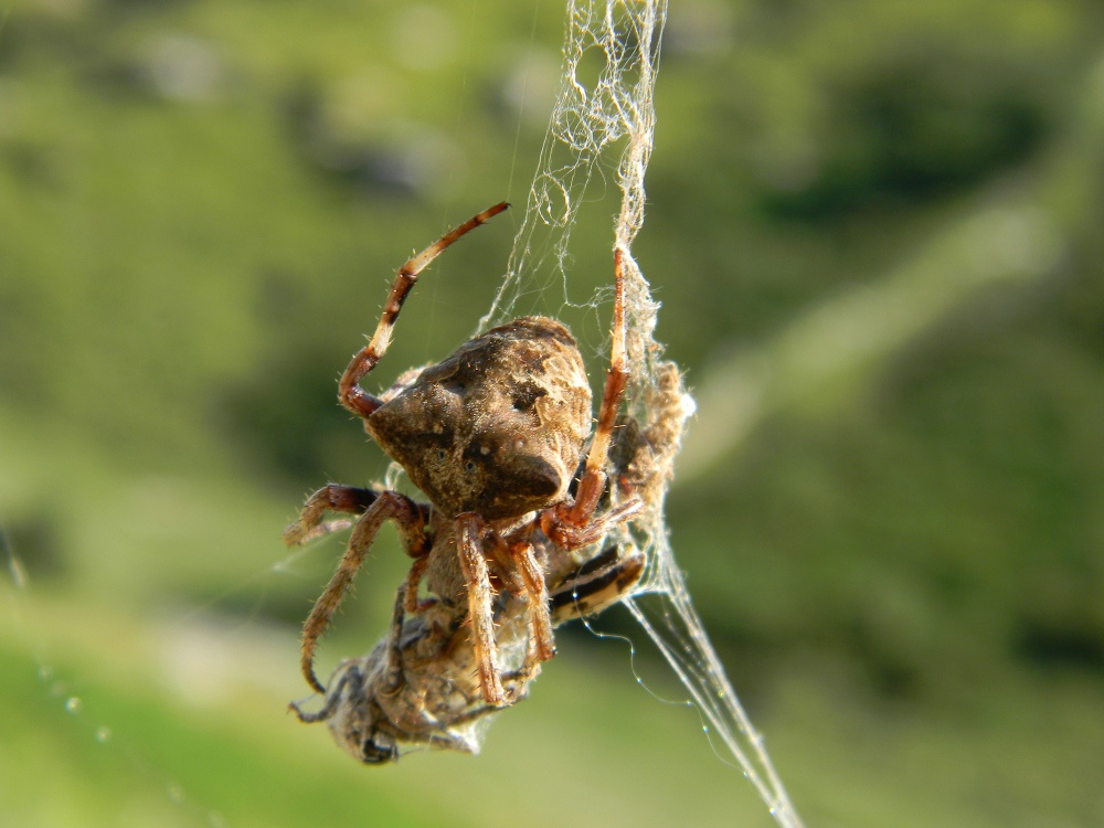 Araneus  sp.