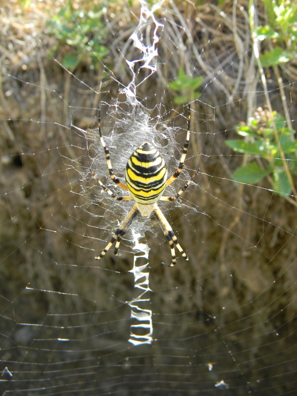 Argiope bruennichi ?