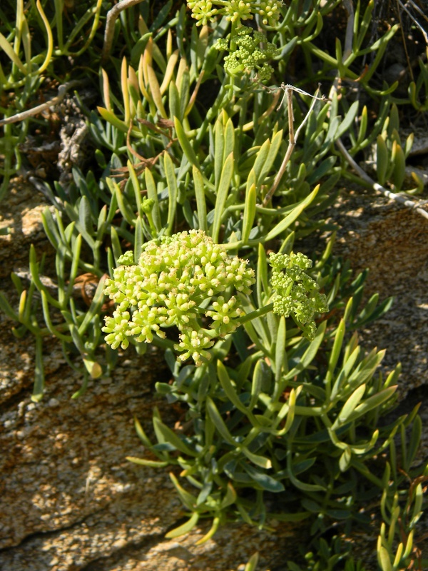 Crithmum maritimum / Finocchio marino