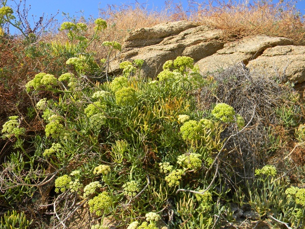 Crithmum maritimum / Finocchio marino