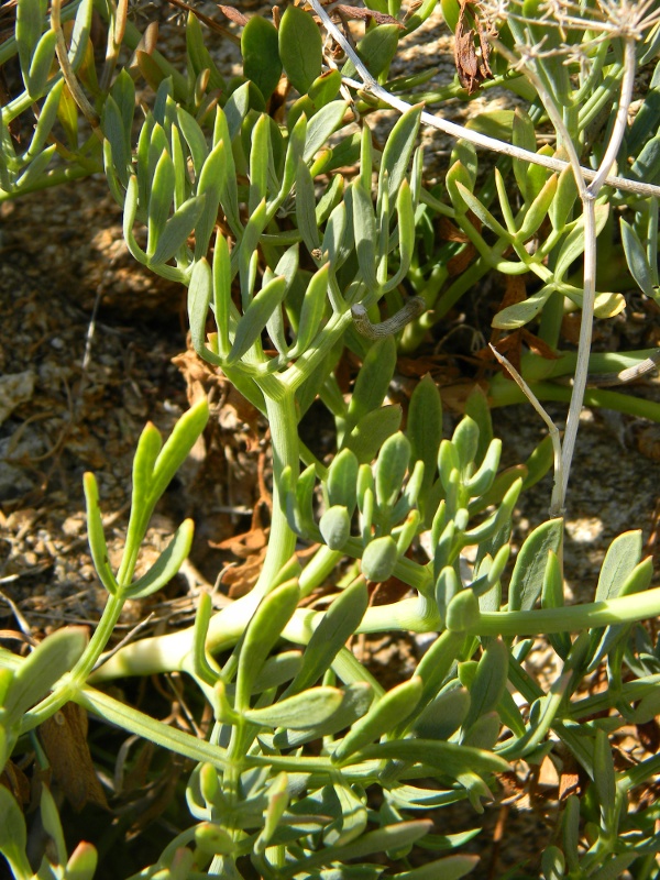 Crithmum maritimum / Finocchio marino