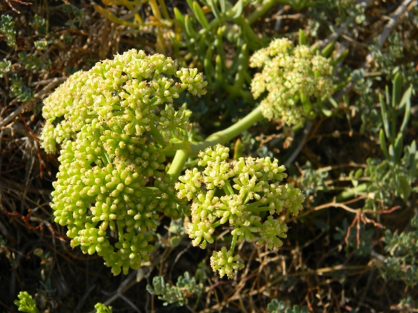 Crithmum maritimum / Finocchio marino