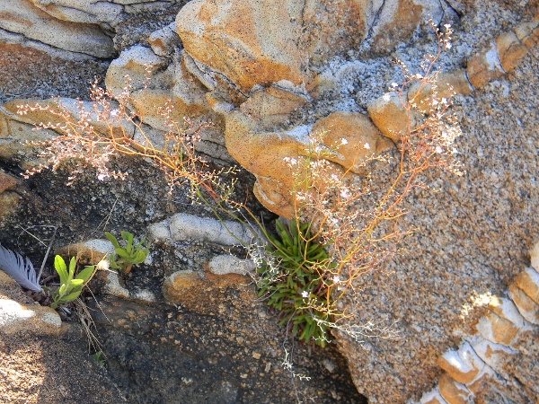 Limonium sommierianum / Limonio di Sommier