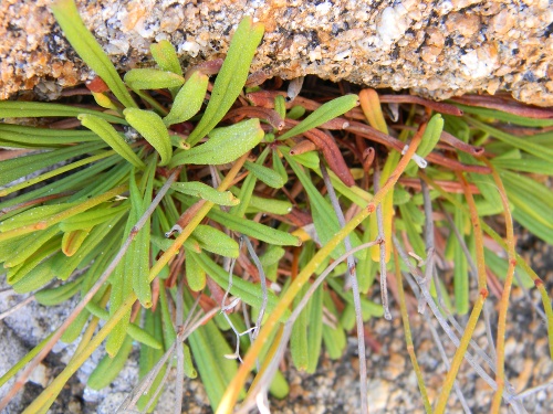 Limonium sommierianum / Limonio di Sommier