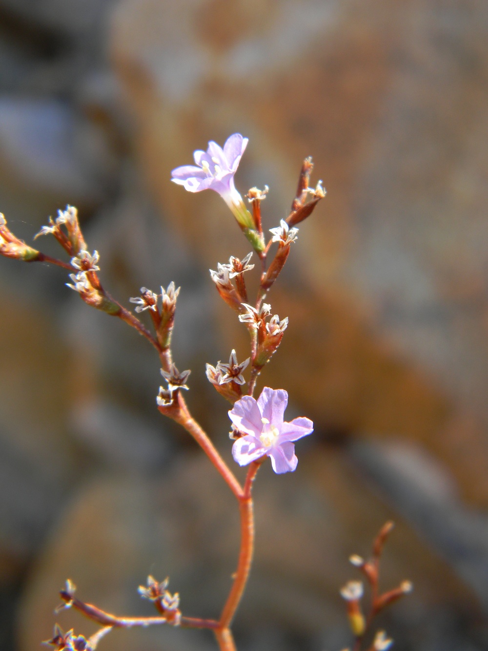 Limonium sommierianum / Limonio di Sommier