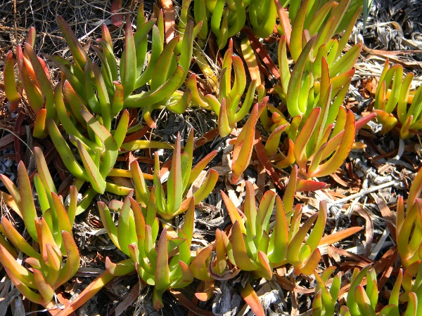 Carpobrotus edulis