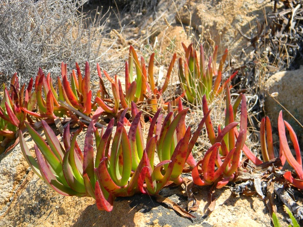 Carpobrotus edulis