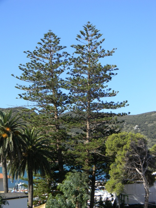 Araucaria heterophylla