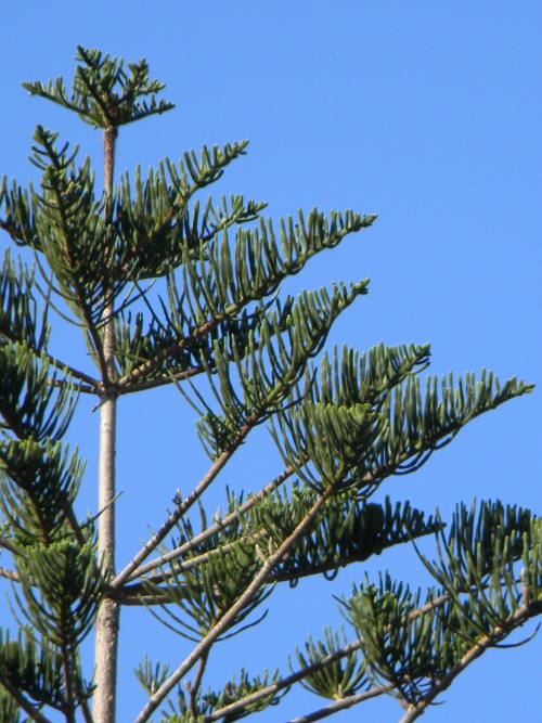 Araucaria heterophylla