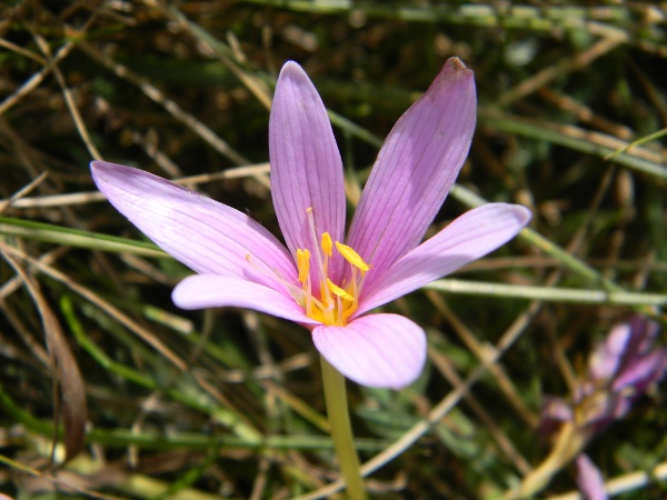 Colchicum alpinum