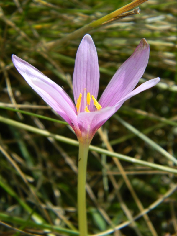 Colchicum alpinum