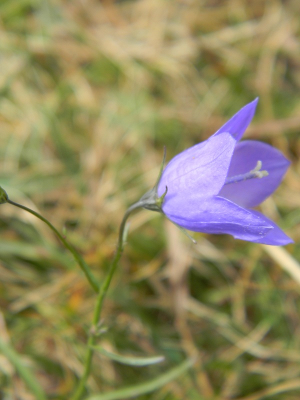 Campanula cheuchzeri