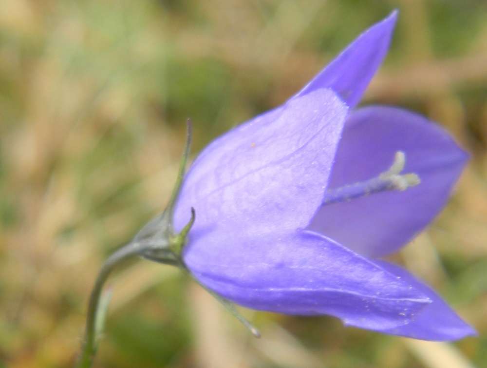 Campanula cheuchzeri