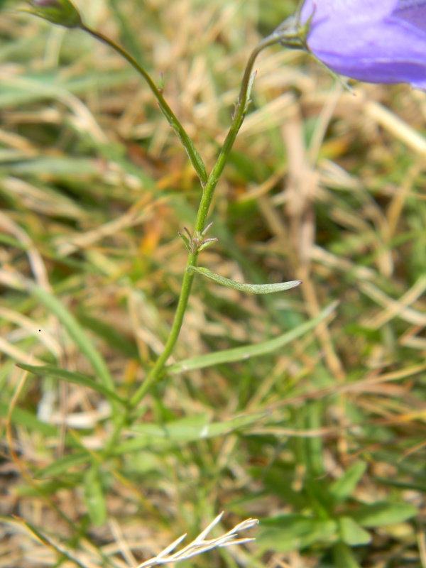 Campanula cheuchzeri