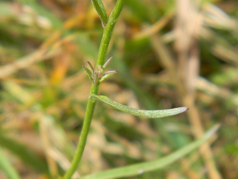 Campanula cheuchzeri