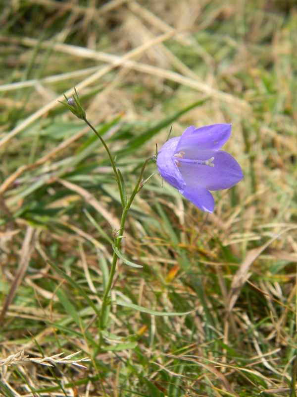 Campanula cheuchzeri