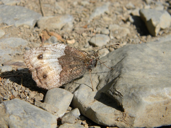 Identificaz farfalla